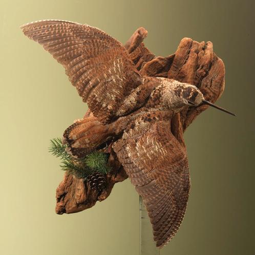 Houtsnip Taxidermie Opgezette Dieren By Max, Verzamelen, Dierenverzamelingen, Opgezet dier, Nieuw, Vogel, Ophalen of Verzenden