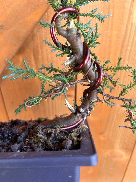 Jeneverbes bonsai (Juniperus) - Hoogte (boom): 20 cm -, Antiquités & Art, Curiosités & Brocante