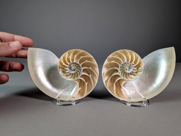 Doorsneden kamernautilus - Zeeschelp - Nautilus pompilius, Verzamelen, Dierenverzamelingen