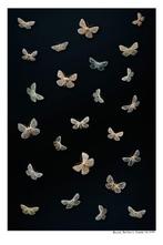 Arnold Mariashin - Insects 102 - XL - No reserve