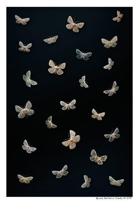 Arnold Mariashin - Insects 102 - XL - No reserve, Antiek en Kunst, Kunst | Designobjecten