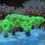 Caulastrea spp (Ultra Green) S (2-3 koppen), Dieren en Toebehoren, Vissen | Aquariumvissen