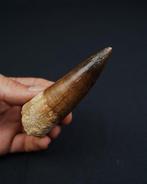 Spinosaurus - Fossiele tand - Spinosaurus aegyptiacus Gran