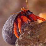 Paguristes Red (Heremietkreeft), Dieren en Toebehoren, Vissen | Aquariumvissen