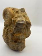 Ammoniet - Fossiel fragment - 14 cm - 10 cm (Zonder