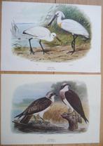 Collectie met dierenthema - Vogelplaten van M.A. Koekkoek