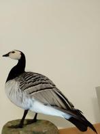 Oca facciabianca Support de corps entier pour taxidermie -