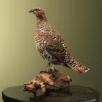 Auerhoen V Taxidermie Opgezette Dieren By Max, Verzamelen, Ophalen of Verzenden, Nieuw, Vogel, Opgezet dier