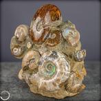 Grote ammonietfossiefase met iriserende schaalstructuren-