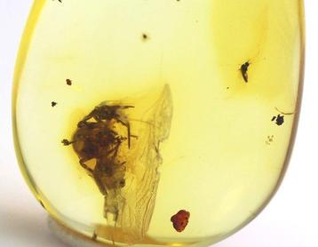 Authentieke Baltische barnsteen met fossiel insect SPIN
