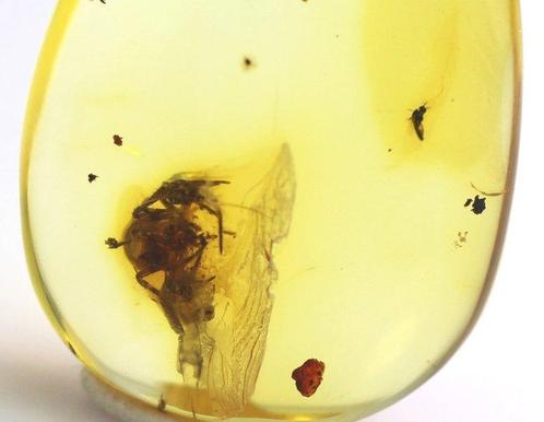 Authentieke Baltische barnsteen met fossiel insect SPIN, Verzamelen, Dierenverzamelingen