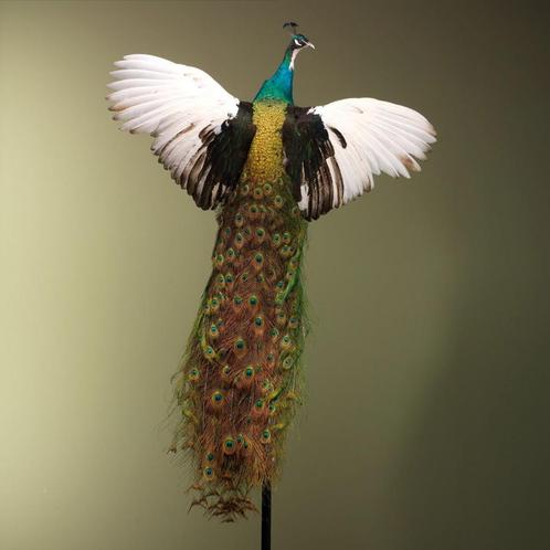 Pauw Vliegend Taxidermie Opgezette Dieren By Max, Verzamelen, Dierenverzamelingen, Opgezet dier, Nieuw, Vogel, Ophalen of Verzenden