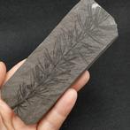 Paardenstaart - Fossiele plaatmatrix - Asterophyllites