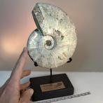 Geen minimumprijs - Gefossiliseerde schelp - Ammonite -, Verzamelen, Mineralen en Fossielen