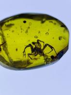 Amber - Barnsteen - spider, Burmese Amber, Insect Amber