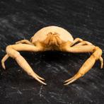 Crabe marin rare Toru granuloides Support de corps entier, Nieuw