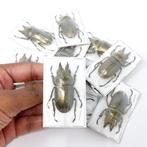Set van 2 Golden Stag Beetles, A1 niet-gemonteerde, Antiek en Kunst
