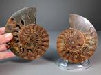 Ammoniet - Topkwaliteit - gesegmenteerd - Gefossiliseerd