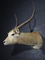 Beau Lechwe Support mural pour taxidermie - Kobus lechwe -, Nieuw
