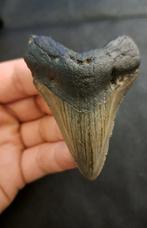 Megalodon - Fossiele tand - nice curvy USA MEGALODON TOOTH -