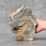 Livraison gratuite en Europe continentale - Belle fossile de