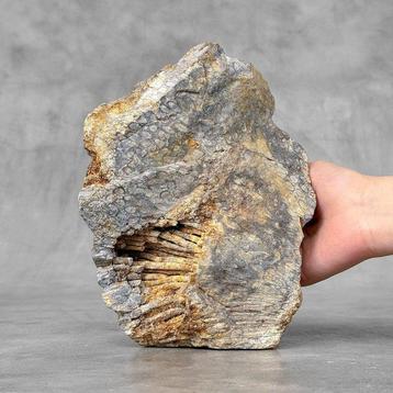 Livraison gratuite en Europe continentale - Belle fossile de