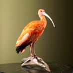 Rode Ibis Taxidermie Opgezette Dieren By Max, Ophalen of Verzenden, Nieuw, Vogel, Opgezet dier