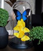 Echte vlinders onder stolp Taxidermie volledige montage -, Nieuw