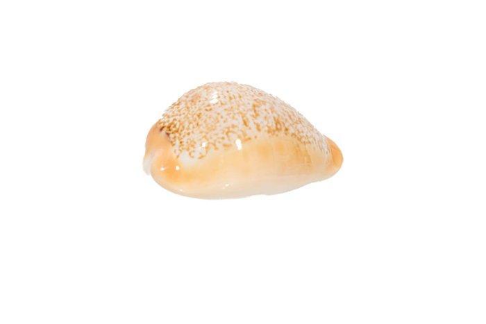 zeldzame Kauri-slak $$$ GEM $$$ Topstaat §§§ Taxidermie, Collections, Collections Animaux