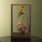 Grote Textorwever met Nest, Ophalen of Verzenden, Nieuw, Vogel, Opgezet dier