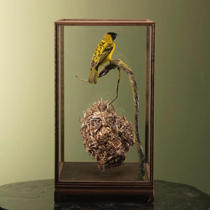 Grote Textorwever met Nest, Verzamelen, Dierenverzamelingen, Opgezet dier, Nieuw, Vogel, Ophalen of Verzenden