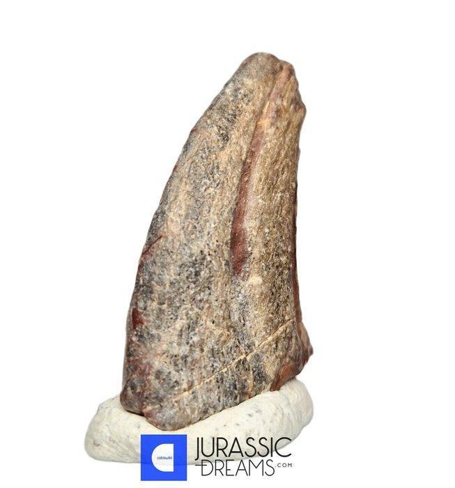 Griffe fossilisée - Top Rare Killer Unidentified Predator, Verzamelen, Mineralen en Fossielen