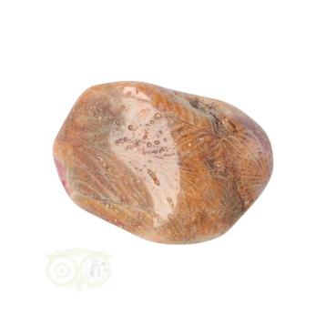 Fossiel Koraal trommelsteen Nr 22 - 20 gram disponible aux enchères