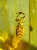 Fossiele cabochon (Zonder minimumprijs)