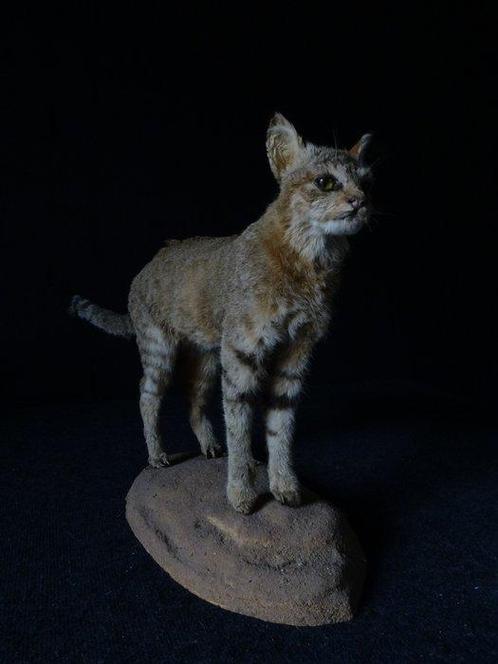 Chat sauvage dAfrique Support de corps entier pour, Verzamelen, Dierenverzamelingen