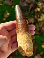 Huge XL Spinosaurus , Dinosaur tooth 5.2 inch - Fossiele