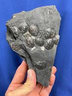 Mooi matrix met bivalven - Gefossiliseerde plant -
