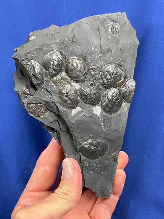 Mooi matrix met bivalven - Gefossiliseerde plant -, Verzamelen, Mineralen en Fossielen