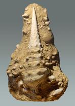 Gastropode - Gefossiliseerde schelp - Campanile giganteum, Verzamelen, Mineralen en Fossielen