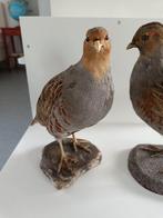 Caille des Blés Support de corps entier pour taxidermie -, Nieuw