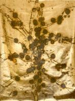 Fran Gonzalez - Golden Lightning (XXL), Antiek en Kunst