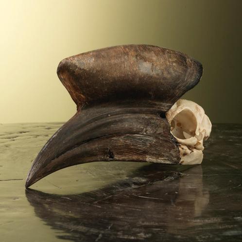Neushoornvogel Schedel Taxidermie Opgezette Dieren By Max, Verzamelen, Dierenverzamelingen, Opgezet dier, Nieuw, Vogel, Ophalen of Verzenden