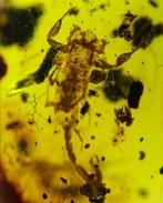 Ambre - Fossiles dinsectes scorpiones en ambre -, Collections