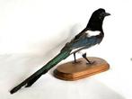 Ekster Taxidermie volledige montage - Pica pica - 22 cm - 42, Verzamelen, Dierenverzamelingen, Nieuw