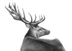 Schu - Deer - XL, Antiquités & Art