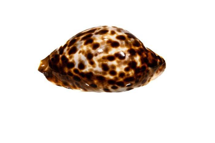 Vriendens Cowrie ###Verzamelobject### Taxidermie, Verzamelen, Dierenverzamelingen