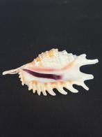 Zeeslak Zeeschelp - M-987 LAMBIS VIOLACEA, Verzamelen, Dierenverzamelingen, Nieuw