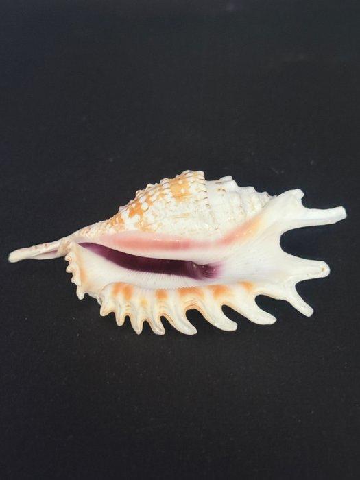 Zeeslak Zeeschelp - M-987 LAMBIS VIOLACEA, Verzamelen, Dierenverzamelingen