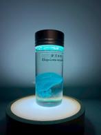 Rhopilema Pantser - Rhopilema esculentum - 7 cm - 3 cm - 3, Nieuw