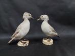 Eend Taxidermie volledige montage - 2 x Silver wood duck -, Nieuw